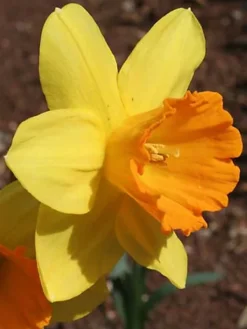 Cheap Grow And Trim Store -Cheap Grow And Trim Store wild bird wildflower seed bs14p 100 100 g 00000990 02c MP