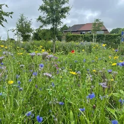 Wild Bird Wildflower Seed BS14P 100% (100 G) -Cheap Grow And Trim Store wild bird wildflower seed bs14p 100 100 g 00000990 03c MP