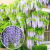 Wisteria Blue - Enchanting Flowering Vine For Beautiful Outdoor Spaces - UK Plant (30-40cm)