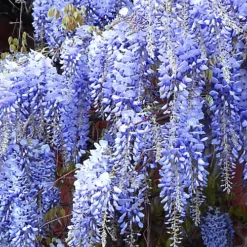 Wisteria Blue - Enchanting Flowering Vine For Beautiful Outdoor Spaces - UK Plant (30-40cm) -Cheap Grow And Trim Store wisteria blue enchanting flowering vine for beautiful outdoor spaces uk plant 30 40cm 5059442006359 02c MP