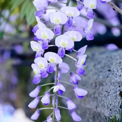 Wisteria Blue - Enchanting Flowering Vine For Beautiful Outdoor Spaces - UK Plant (30-40cm) -Cheap Grow And Trim Store wisteria blue enchanting flowering vine for beautiful outdoor spaces uk plant 30 40cm 5059442006359 03c MP