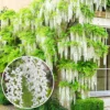 Wisteria White - Delicate Flowering Vine For Elegant Outdoor Spaces - UK Plant (30-40cm)