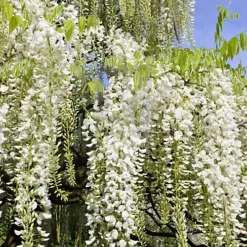 Wisteria White - Delicate Flowering Vine For Elegant Outdoor Spaces - UK Plant (30-40cm) -Cheap Grow And Trim Store wisteria white delicate flowering vine for elegant outdoor spaces uk plant 30 40cm 5059442006151 02c MP