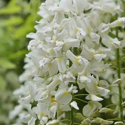 Wisteria White - Delicate Flowering Vine For Elegant Outdoor Spaces - UK Plant (30-40cm) -Cheap Grow And Trim Store wisteria white delicate flowering vine for elegant outdoor spaces uk plant 30 40cm 5059442006151 03c MP