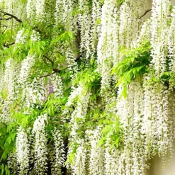 Wisteria White - Delicate Flowering Vine For Elegant Outdoor Spaces - UK Plant (30-40cm) -Cheap Grow And Trim Store wisteria white delicate flowering vine for elegant outdoor spaces uk plant 30 40cm 5059442006151 06c MP
