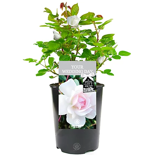 Your Wedding Day White Rose - Outdoor Plant, Ideal For Gardens, Compact Size 1 Your Wedding Day White Rose - Outdoor Plant, Ideal For Gardens, Compact Size