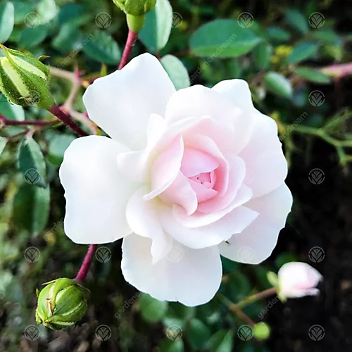 Your Wedding Day White Rose - Outdoor Plant, Ideal For Gardens, Compact Size 2 Your Wedding Day White Rose - Outdoor Plant, Ideal For Gardens, Compact Size - Image 2