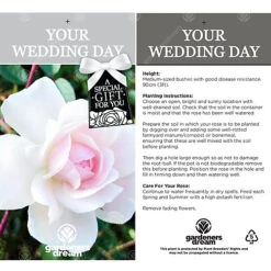 Your Wedding Day White Rose - Outdoor Plant, Ideal For Gardens, Compact Size 6 Your Wedding Day White Rose - Outdoor Plant, Ideal For Gardens, Compact Size -Cheap Grow And Trim Store your wedding day white rose outdoor plant ideal for gardens compact size5051641544717 03c MP