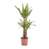 Yucca In 19cm Terracotta Plastic Grow Pot