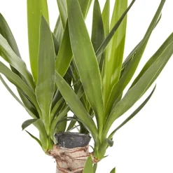 Yucca In 19cm Terracotta Plastic Grow Pot -Cheap Grow And Trim Store yucca in 19cm terracotta plastic grow pot3663602463719 36c bq