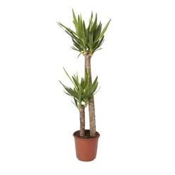 Yucca In 24cm Terracotta Plastic Grow Pot